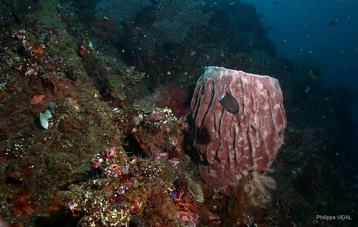 Bali 2016 - Liberty - Corail - IMG_5792_rc.jpg